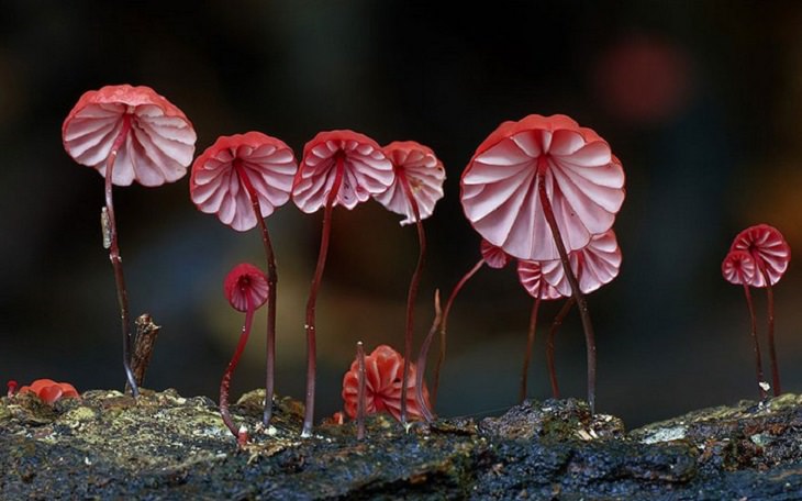 Il regno magico dei funghi