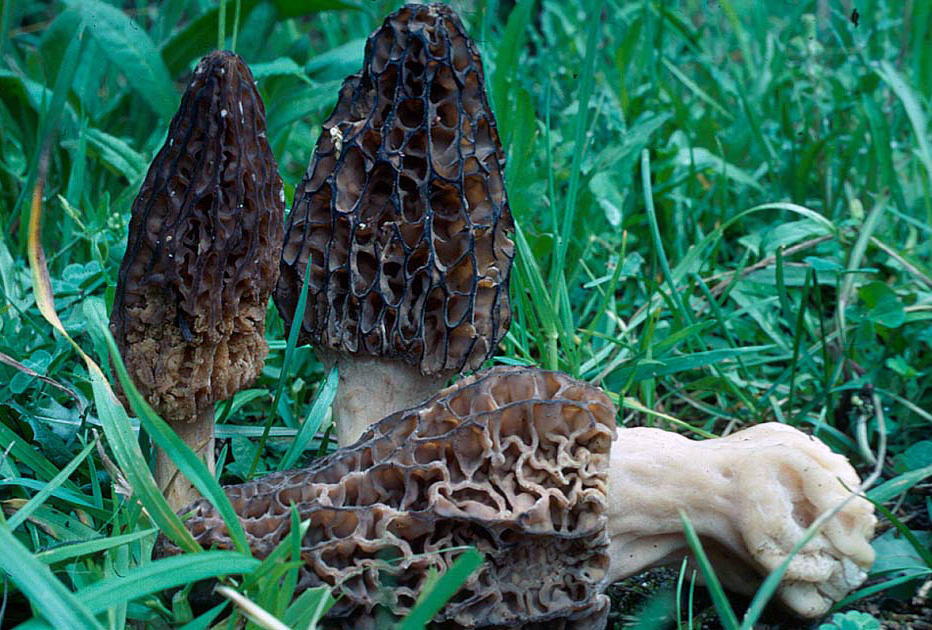 È tempo di morchelle! Come le cuciniamo?