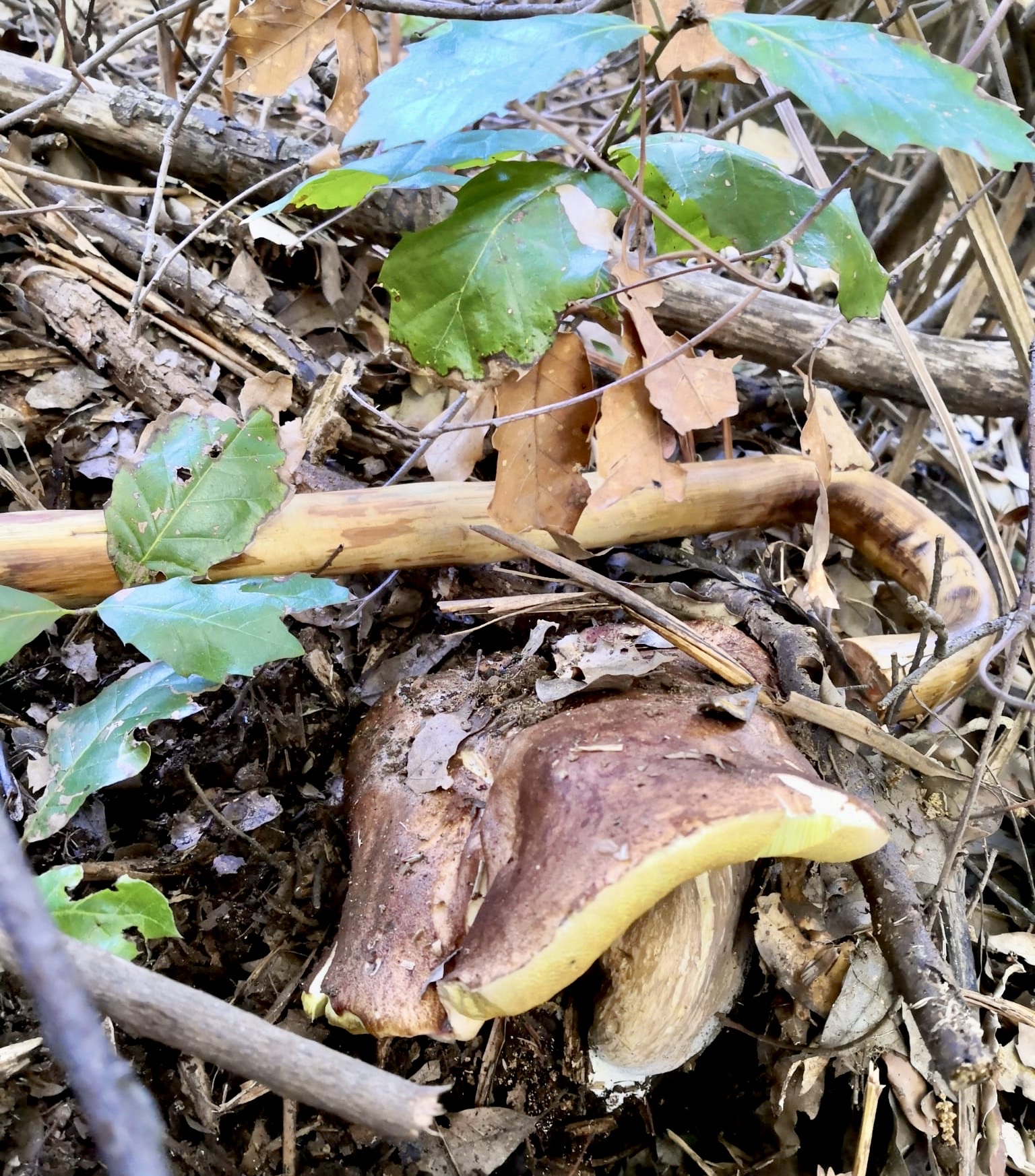 Qualità nascoste dei funghi d’Aspromonte