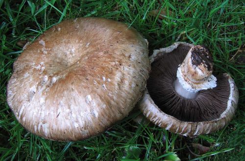 Champignon e salute