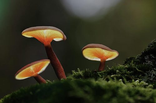 Fotografare i funghi