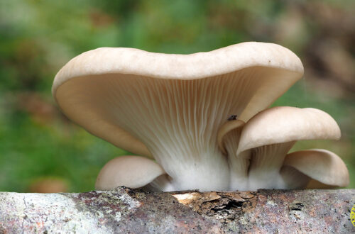 Arrivano i Pleurotus ostreatus